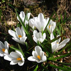 Crocus Mammouth 'Jeanne d'Arc'